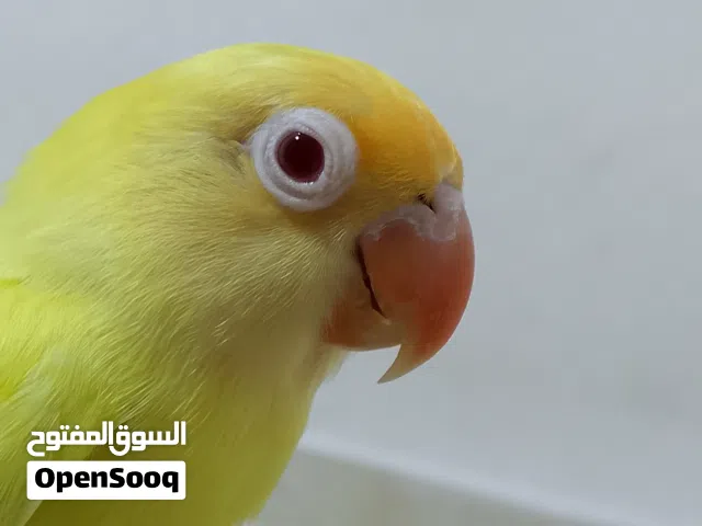 ببغاء روز للبيع أقرأ الوصف