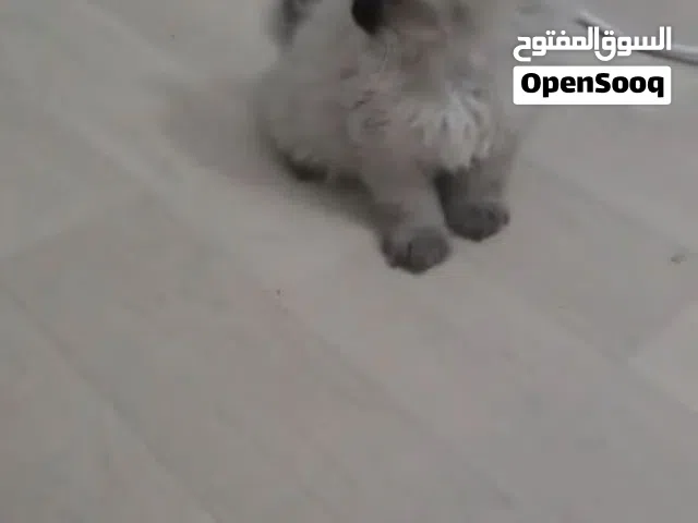 قطط همالايا ماشاء الله