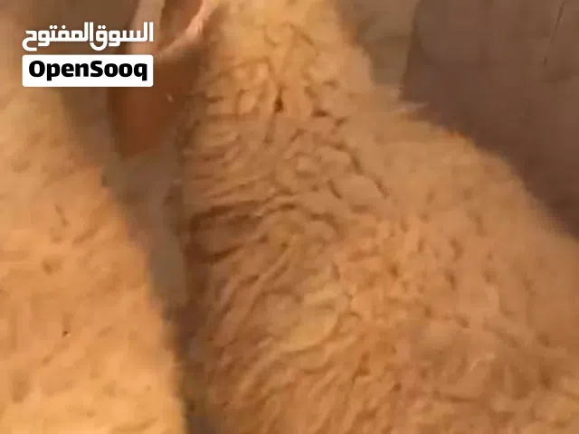 حولي مشاالله مكان طرابلس