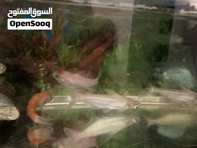 2 catfish2 coi fish 1 tank