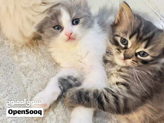 قطط عمرهم 50 يوم