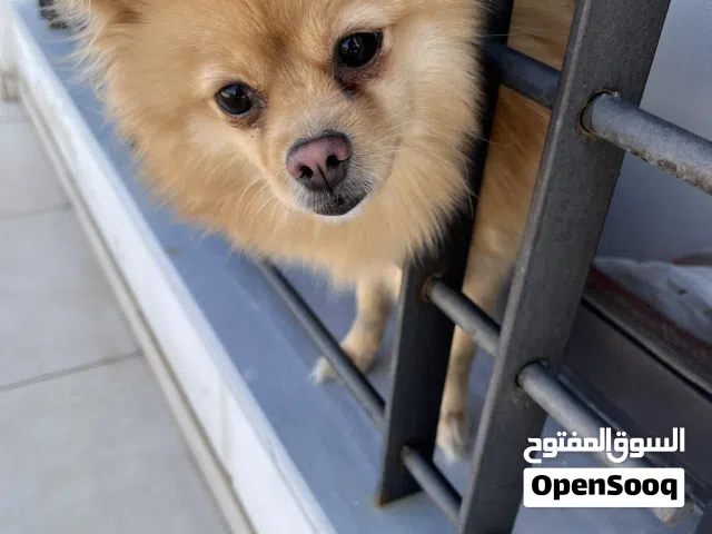 كلبه بومرنيان عمرة سنة وشهرين
