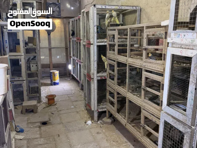 محمية لطائر الكوكتيل من 35 زوج بياض للبيع