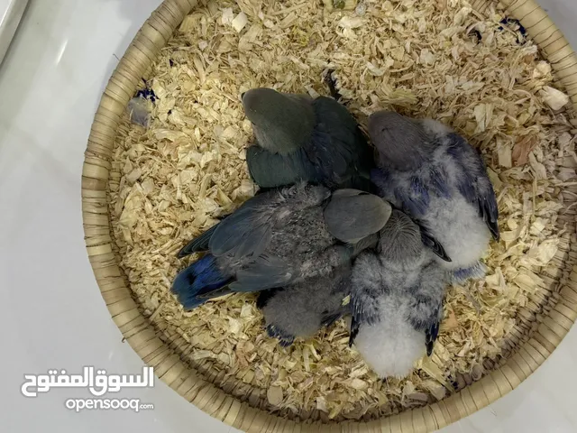 فروخ طيور حب