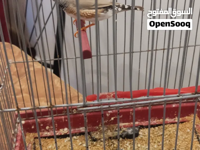 طيور جنه بلاك فيس و عادي للبيع  او للبدل