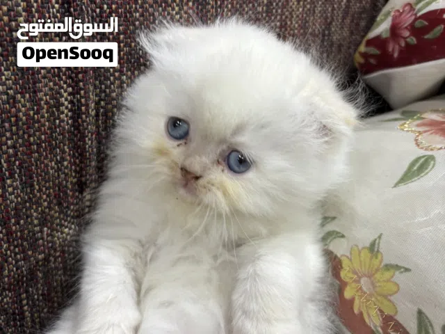 قطط للبيع هملايا
