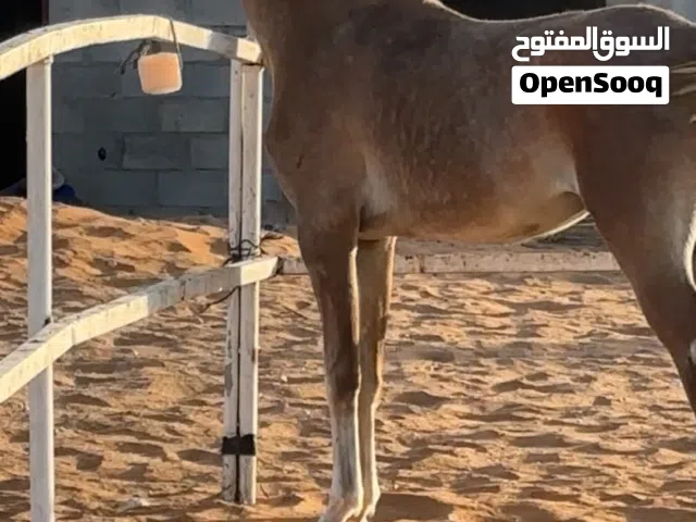 مهر جمال عربي