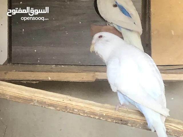 طيور حب جوز معه اربع فراخ بفضل الله وتكمل الطيره اغلب انتاجهم عين حمرا 22