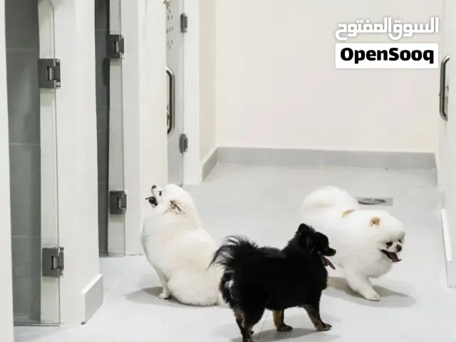 فندق خاص للكلاب والقطط .pets hotel..الوحيد المرخص في الاردن..بت زون