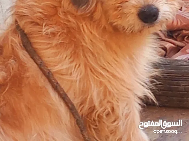 كلب زينه لون ذهبي مميز