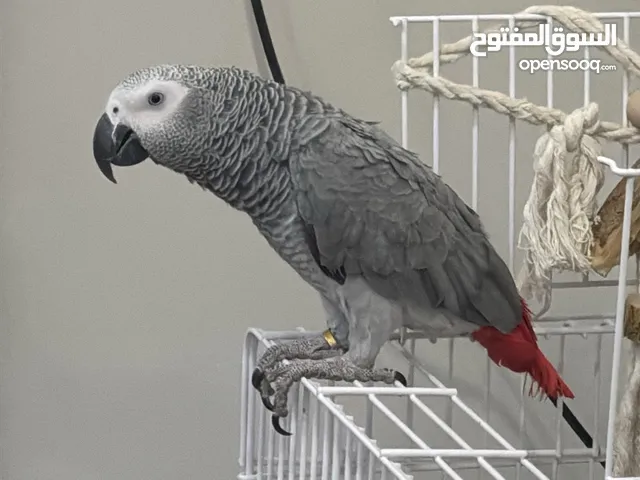 كاسكو افريقي عمره سنه