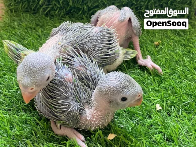 فروخ ببغاء الدره