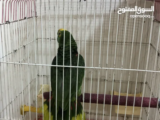 ببغاء بلو فرونت اليف ومتكلم العمر 5 سنه