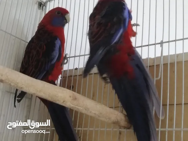 زوج ببغاء روزلا سوبر جامبو دموي امايات