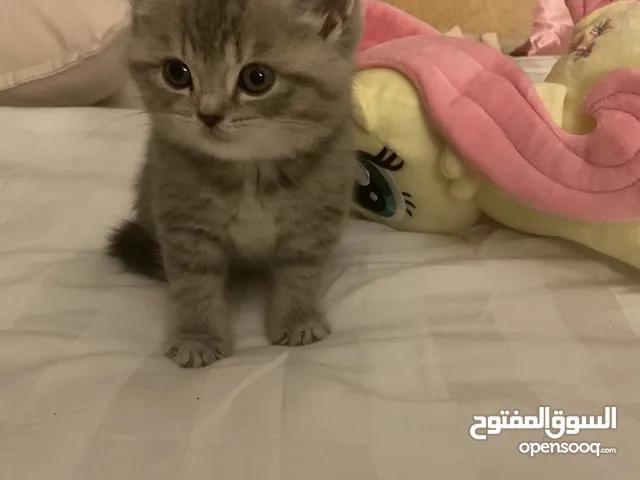 قطة بيبي كيوت