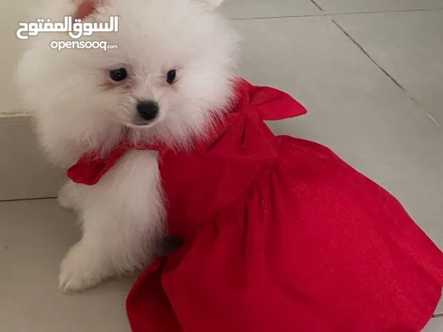 Adorable white female Pomeranian puppy لل كلبه بوميرانيان 7 اشهر