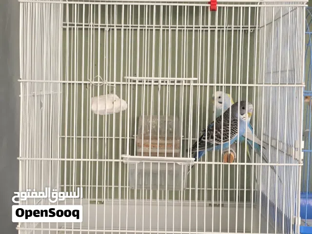 3 طيور بدجي مع قفص budgies  with cage