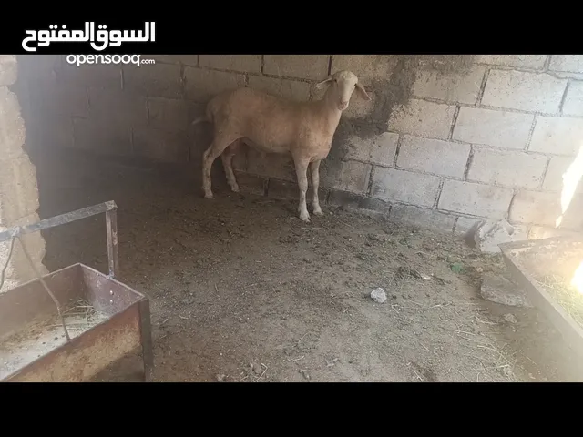 خرف عساف فلسطيني الاصلي خرف بزره اصليه اهالي نخب العمر 4شهور