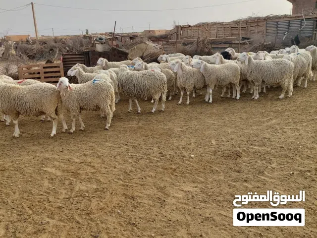 قصاب لذبح الاضحيا