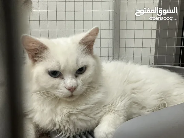 CATS FOR ADOPTION
