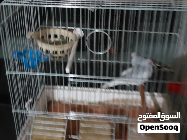 جوز حمام ماسي للبيع اقرأ الوصف