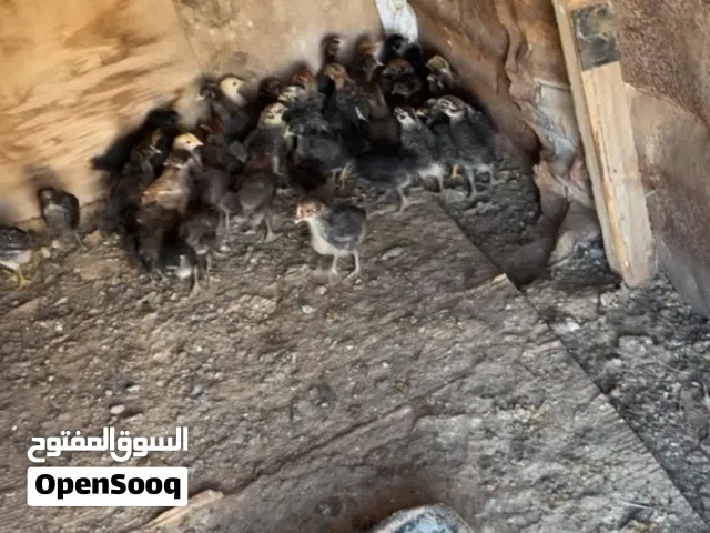 صوص بلدي نخب عمر شهر وشوي