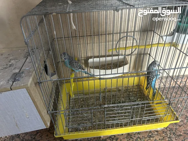 6 حبات حب بسعر حرق