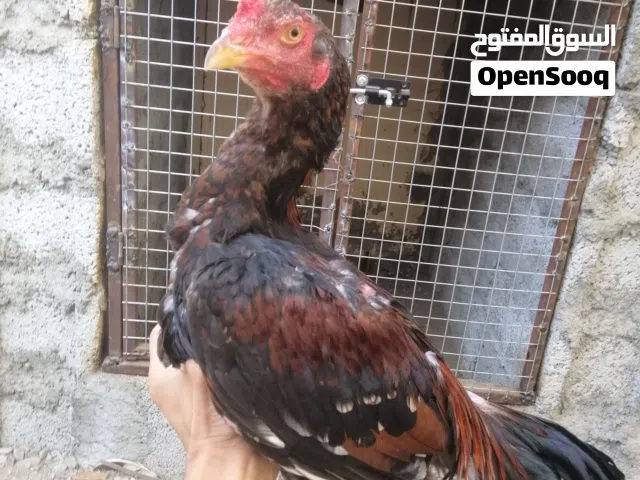 بيع   النوع طير  العدد1 العمر 6شهور  السعر13 الموقع صحم