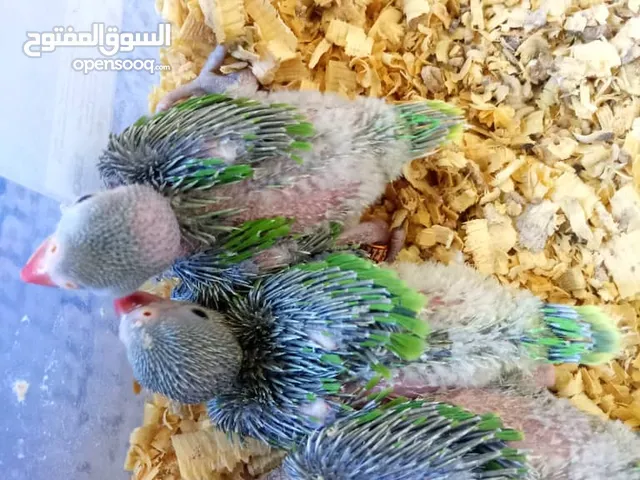 فراخ دره تاكيل يدوووي "
