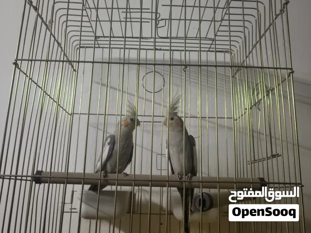 جوز عصافير كوكتيل عمرهم ست شهور ذكر وأنثى نص أليف بطلعو عل أصبع ومابعضو ومعهم قفص كبير وكاله جديد