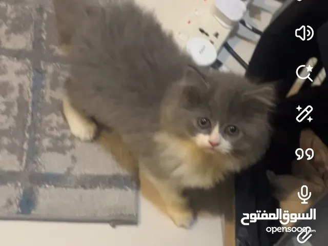 قطه شيرازيه للبيع نظيفه