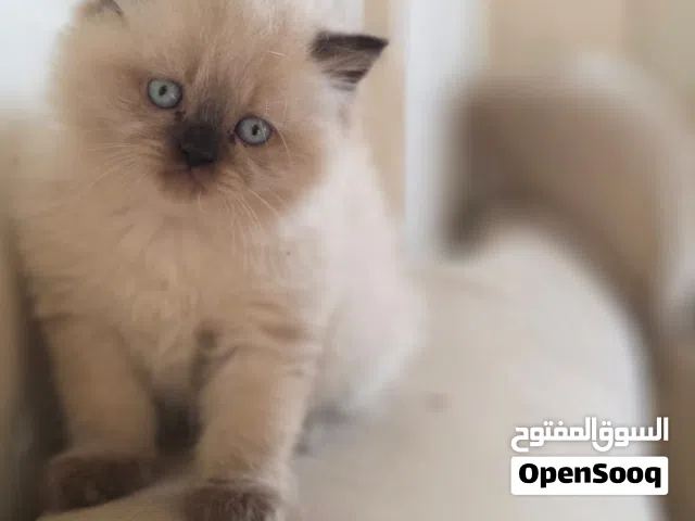 Himalayan Kittens قطط هملايا