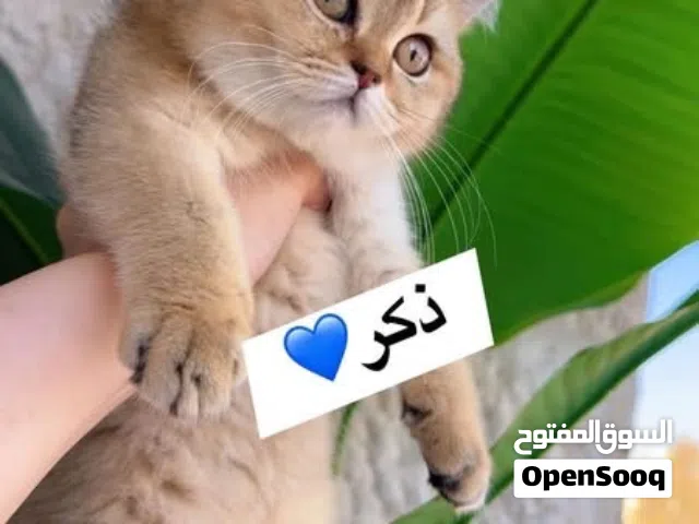 ذكر جولدنny25