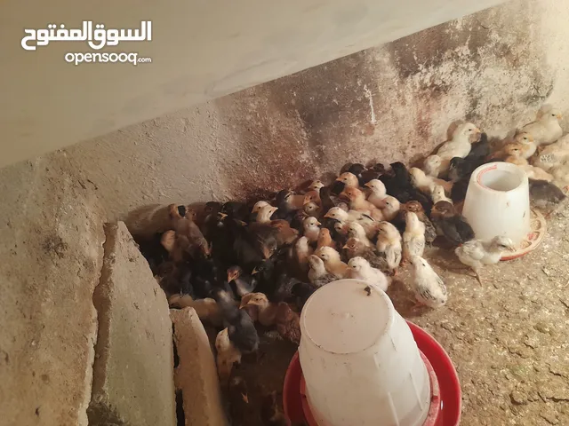 صيصان دجاج عمر اسبوعين