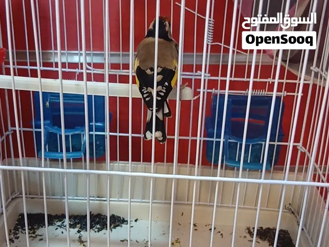 تجوكه الله يبارك نضافه مشالله