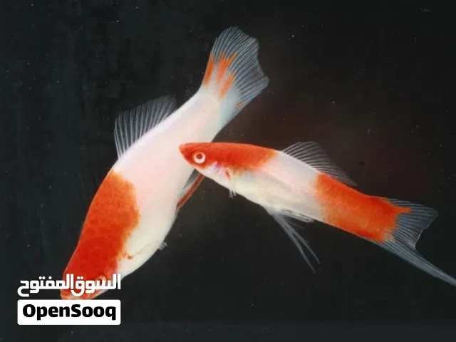 سوردتيل كوي