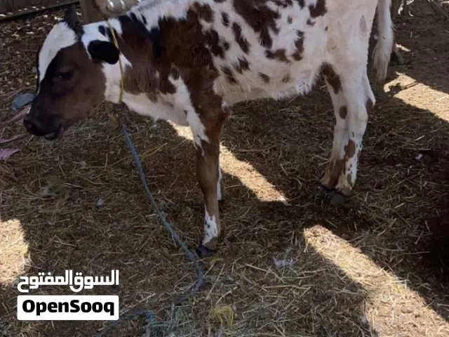 عجل للبيع العمر خمسه شهور