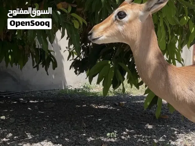 للبيع انثى غزال دماني اقراء الوصف مهم جداً