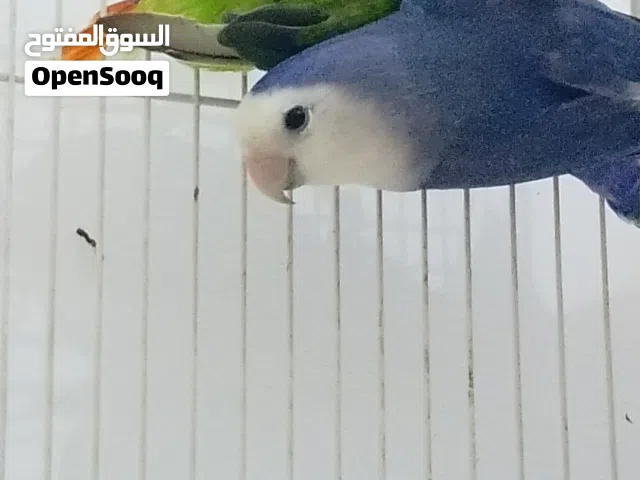للبيع زوج طيور حب فيشر أخضر وجه أحمر وايت فيس أزرق العمر: فوق سنة صحة جيدة ونشاط ممتاز قفص صغير