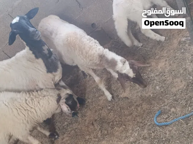 مجموعة سعي للبيع
