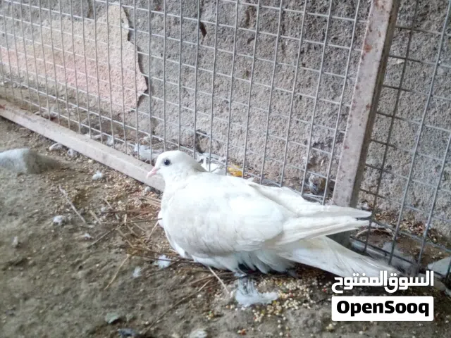 للبيع حمام