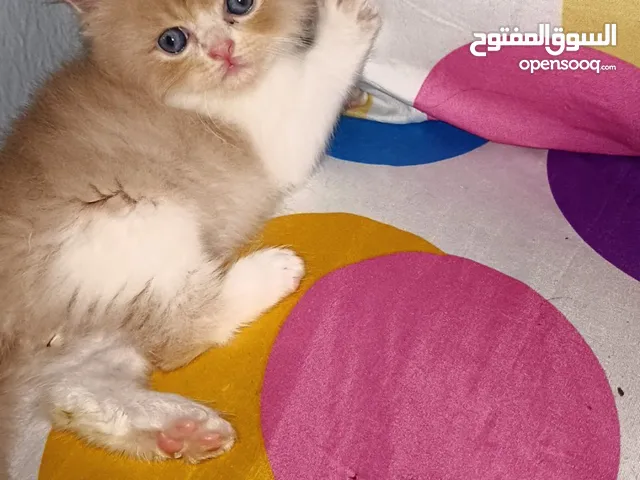 قطط شيرازي أصلي ، وعندي شيرازي وانغورا