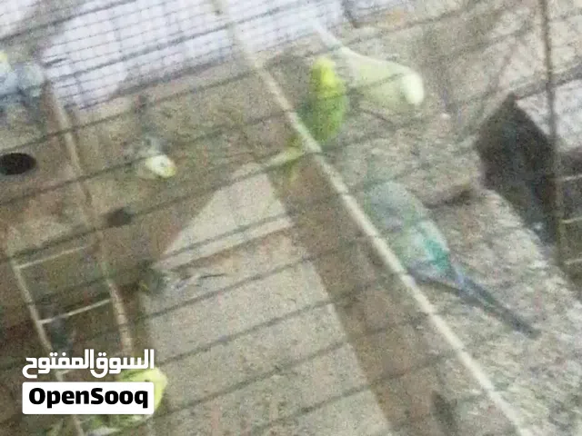 طيور حب ..