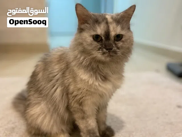 قطة شيرازية (moon face) لطيفة وجميلة للبيع