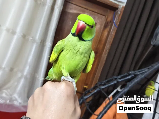 جوز ببغاء الدره