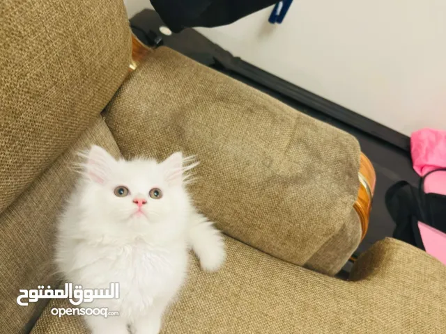Persian kitten male and female available 2 month old. litter trained. eat dry wet food. white male