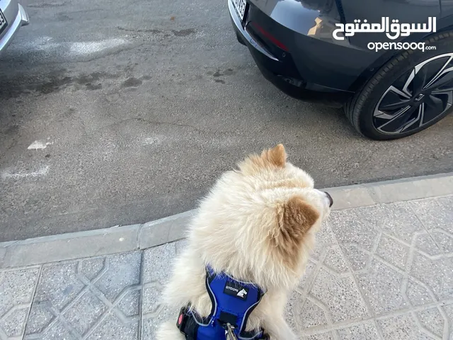 كلب تشاو تشاو للبيع