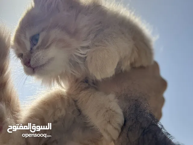 سكوتش فولد