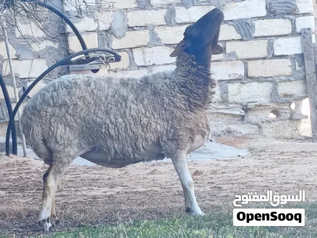 نعجه للبيع