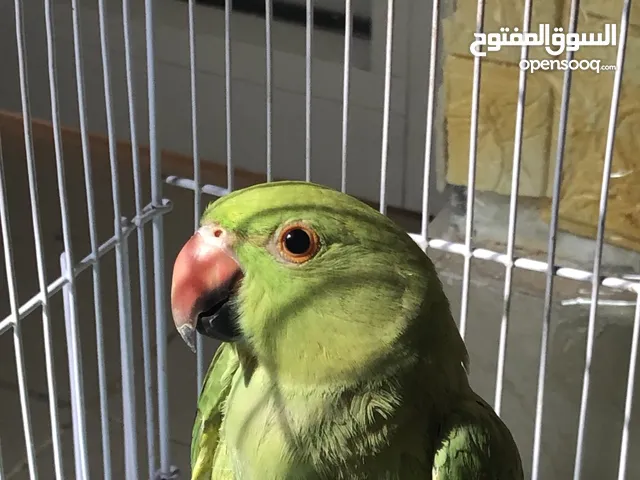 ببغاء الدُره الهندي